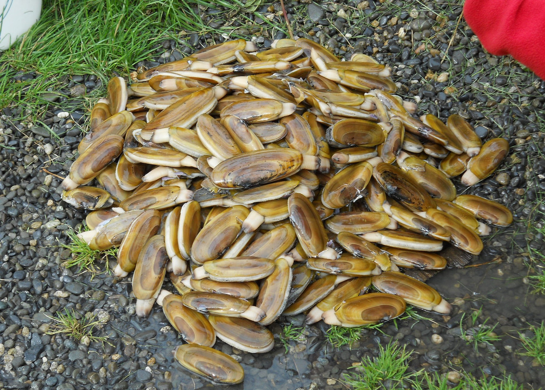 razor clams