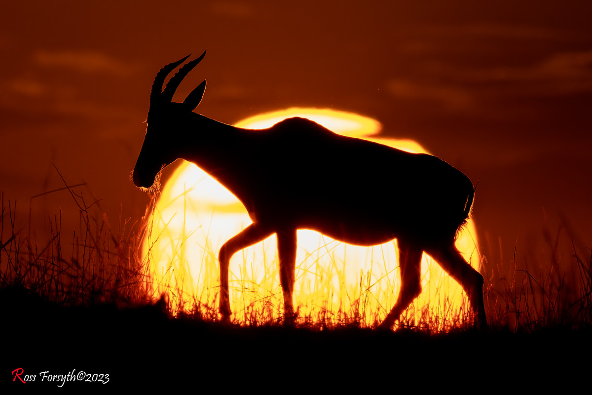 _5RF8126-CR3_DxO_DeepPRIMEXD