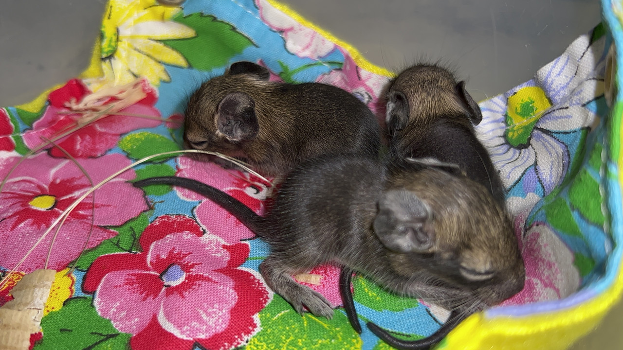 44EAFDD4-A656-4388-B632-541A0988FCDA