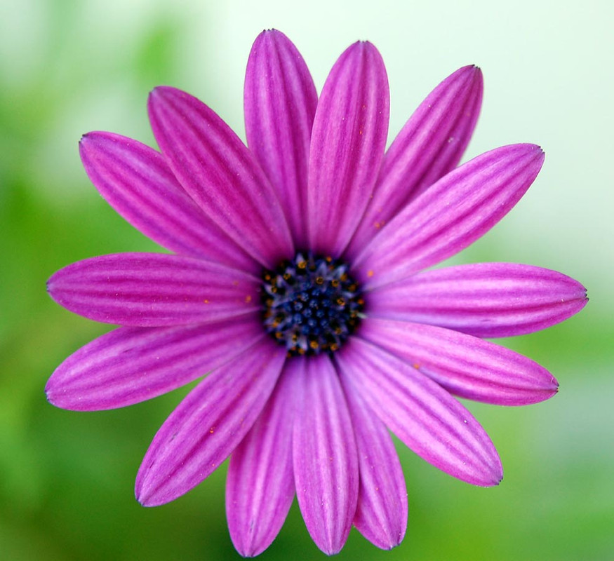 daisy resized