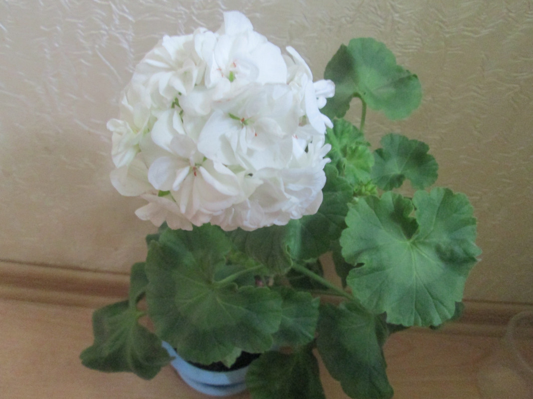 Казань Купить Черенки Пеларгонии В Приволжском Районе