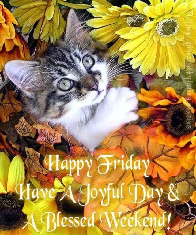 An den Beitrag angehängtes Bild: https://i.postimg.cc/fTz0hDt1/oie-108344thm-KDPTr.jpg