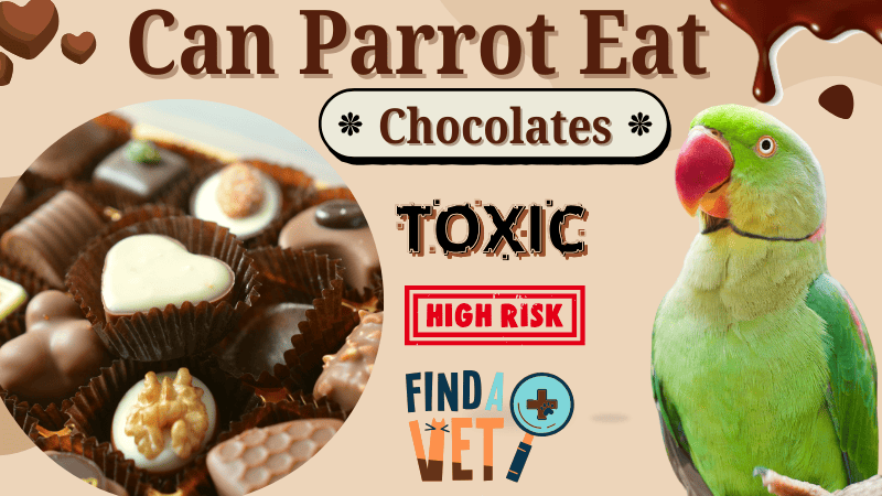 Can Parrots Eat Chocolate Can Parrots Eat Chocolate
