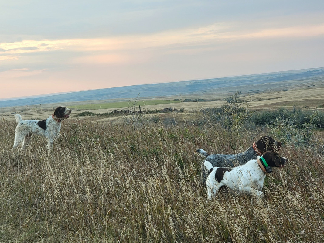 3dog