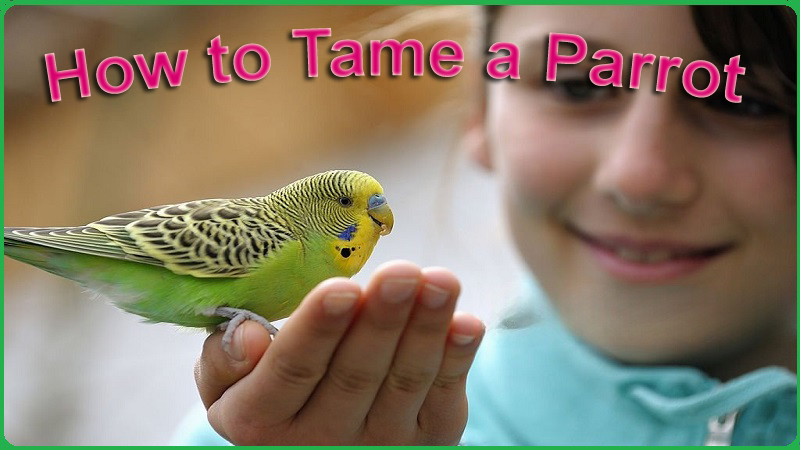 how to tame a parrot