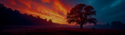 Sunset-Tree