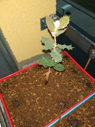 IMG-20191120-174158