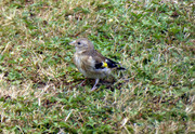 Juvenile-Goldfinch-July-26