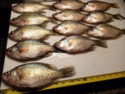 [Image: PV-crappie.jpg]