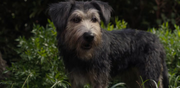 vlcsnap-2020-03-23-08h53m24s486.png