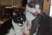 kitties