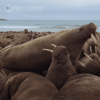 Walruspbsnature.gif