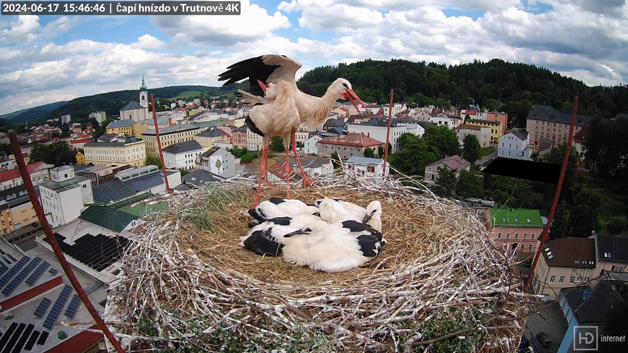 Tiešraidē no stārķa ligzdas uz alus darītavas skursteņa Trutnovā 14-54-1 screenshot