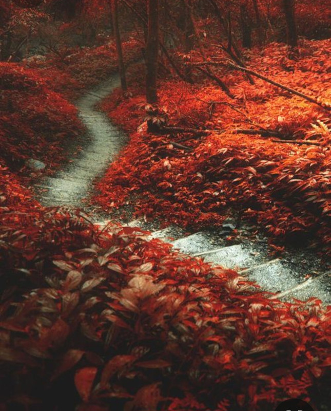 Screenshot_20231220_112831_Pinterest