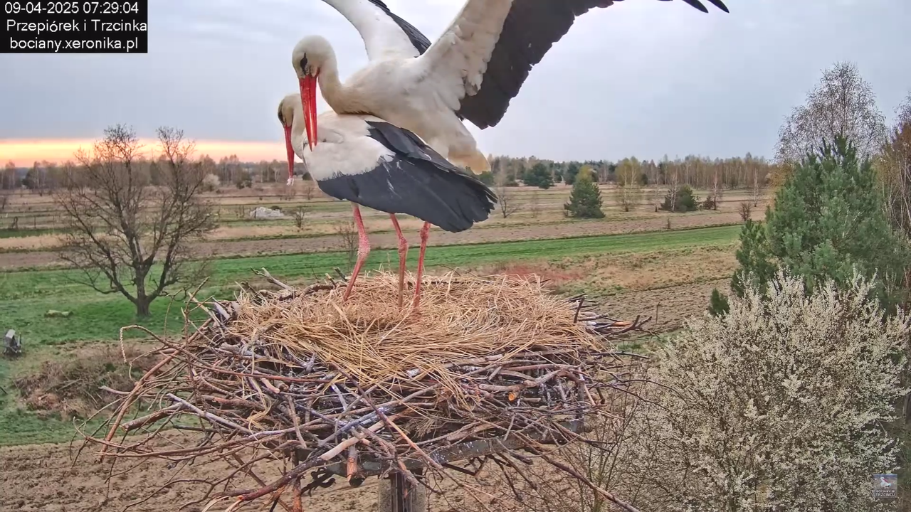 09042025bociany_40
