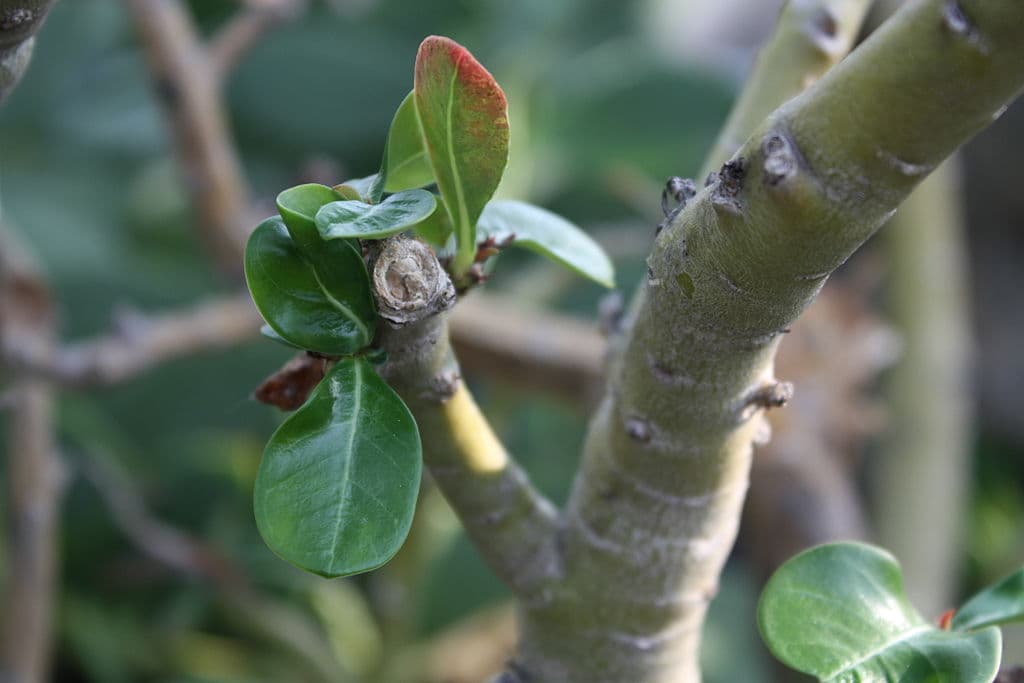 mist-young-adenium-sprouts.jpg