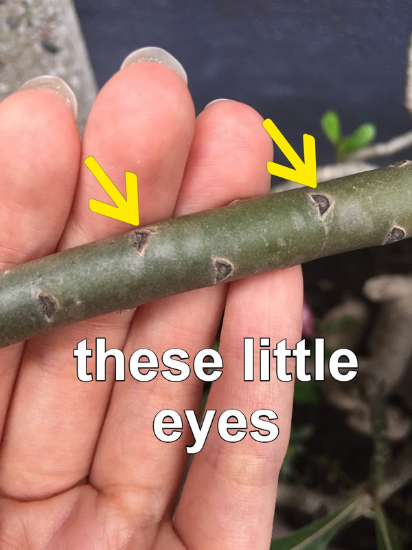 little-eyes-on-adenium-branch.jpg
