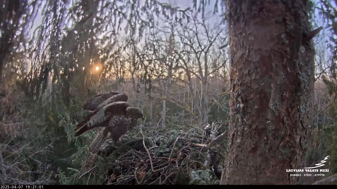 LVM mazais ērglis Lisiņa, egle – Lesser Spotted Eagle 11-21-6 screenshot