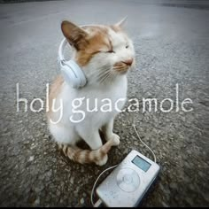 a funny-looking cat with caption: holy guacamole!