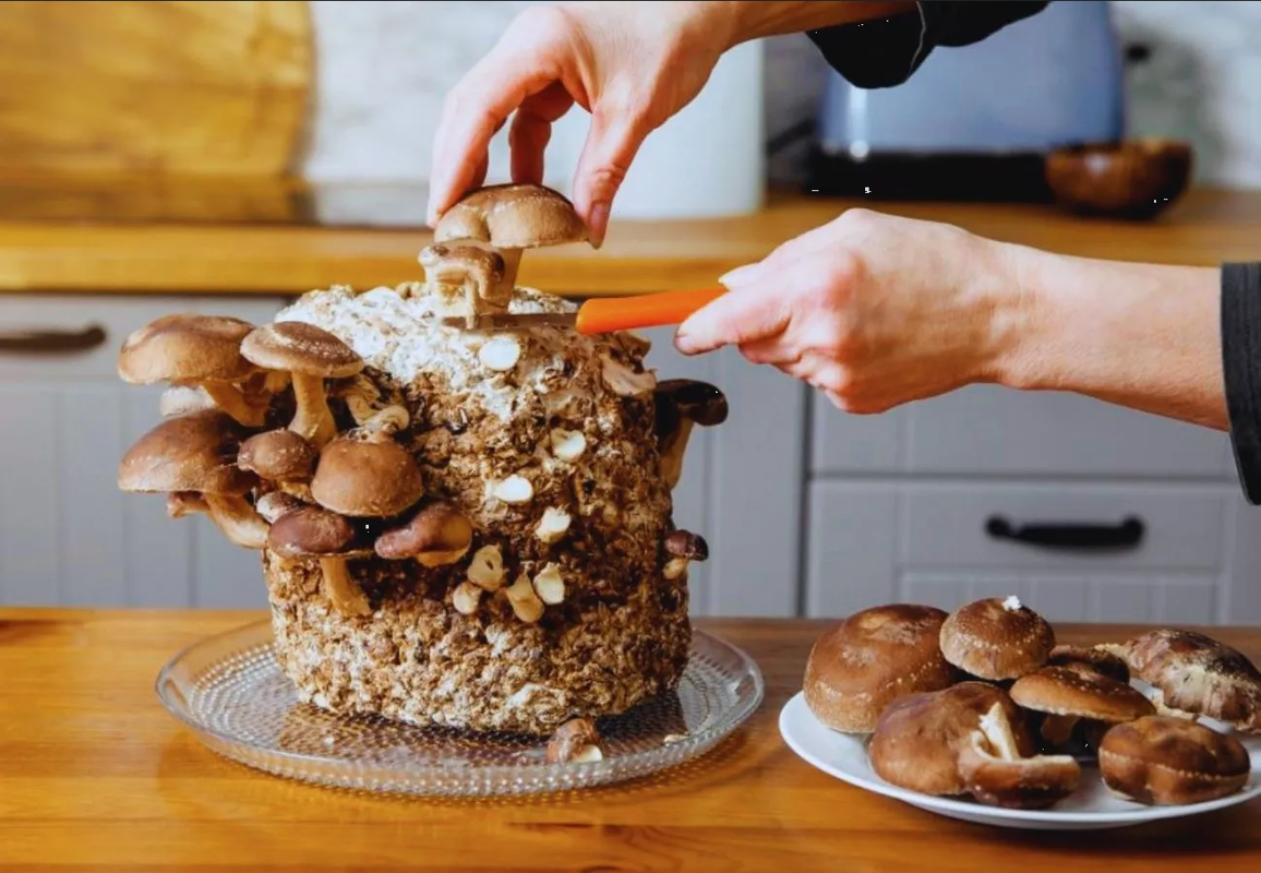 Descubre cómo cultivar champiñones en tu huerto casero