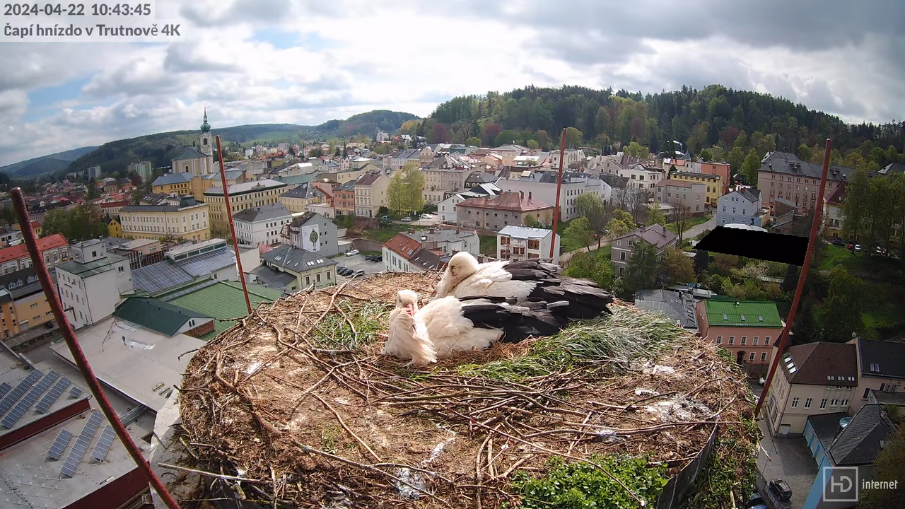 Tiešraidē no stārķa ligzdas uz alus darītavas skursteņa Trutnovā 9-30-45 screenshot