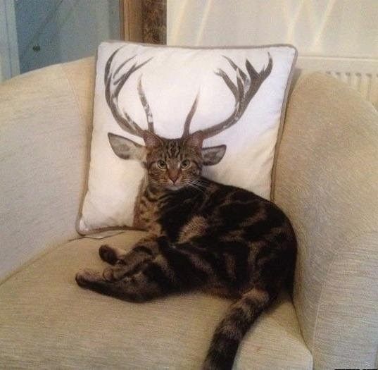 Cat Humor #8