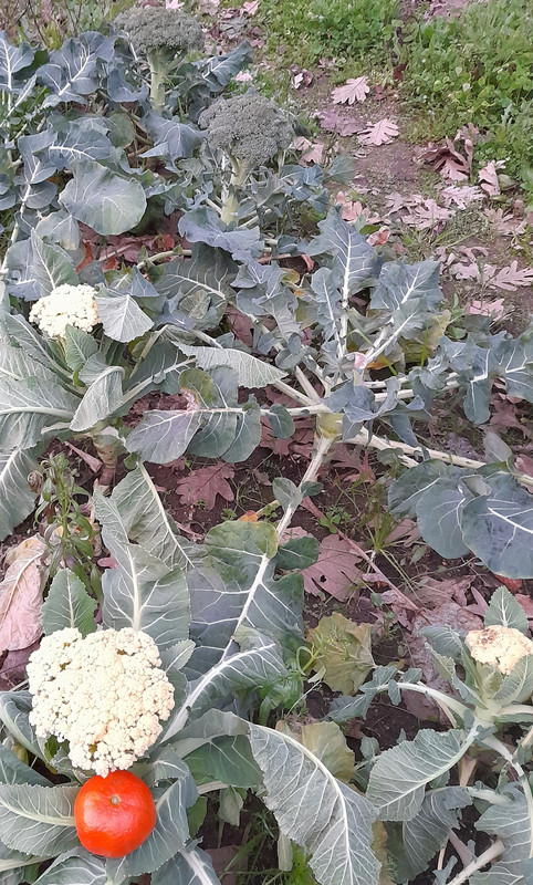 Coliflor,ni de ciclo corto ni largo 20230119-183005