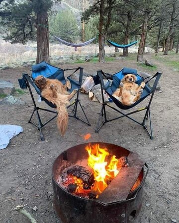 Fall-Dogs-Relaxing