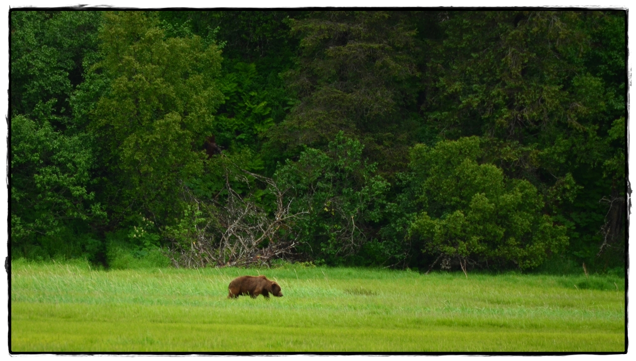 19 de junio. Osos a porrón en Lake Clark National Park - Alaska por tierra, mar y aire (3)