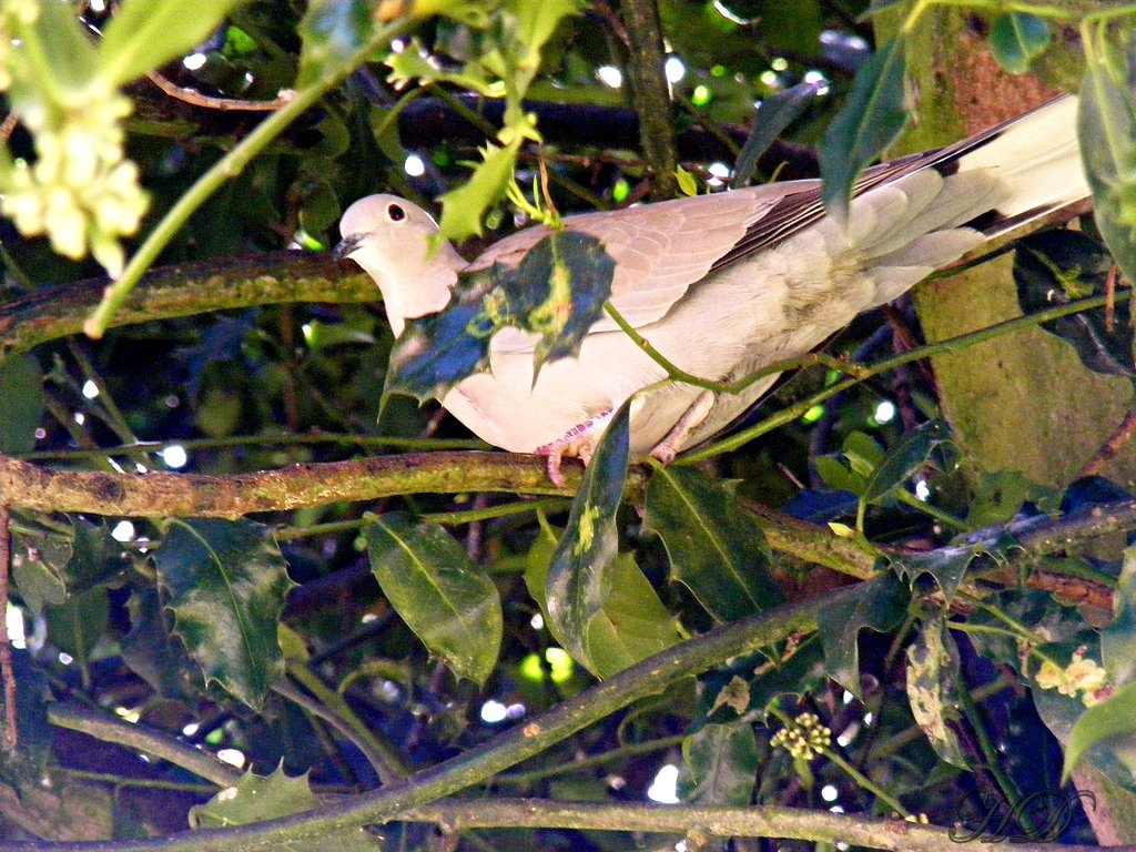 Garden-pigeon-in-tree-HD.jpg