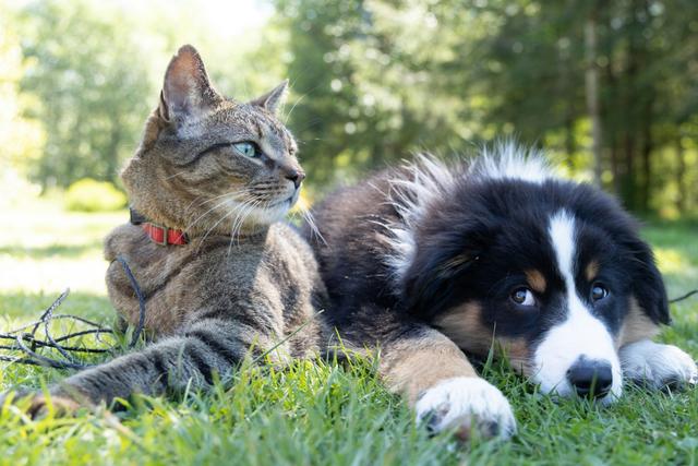Dog and cat resting together outdoors, highlighting the importance of proper pet care during winter