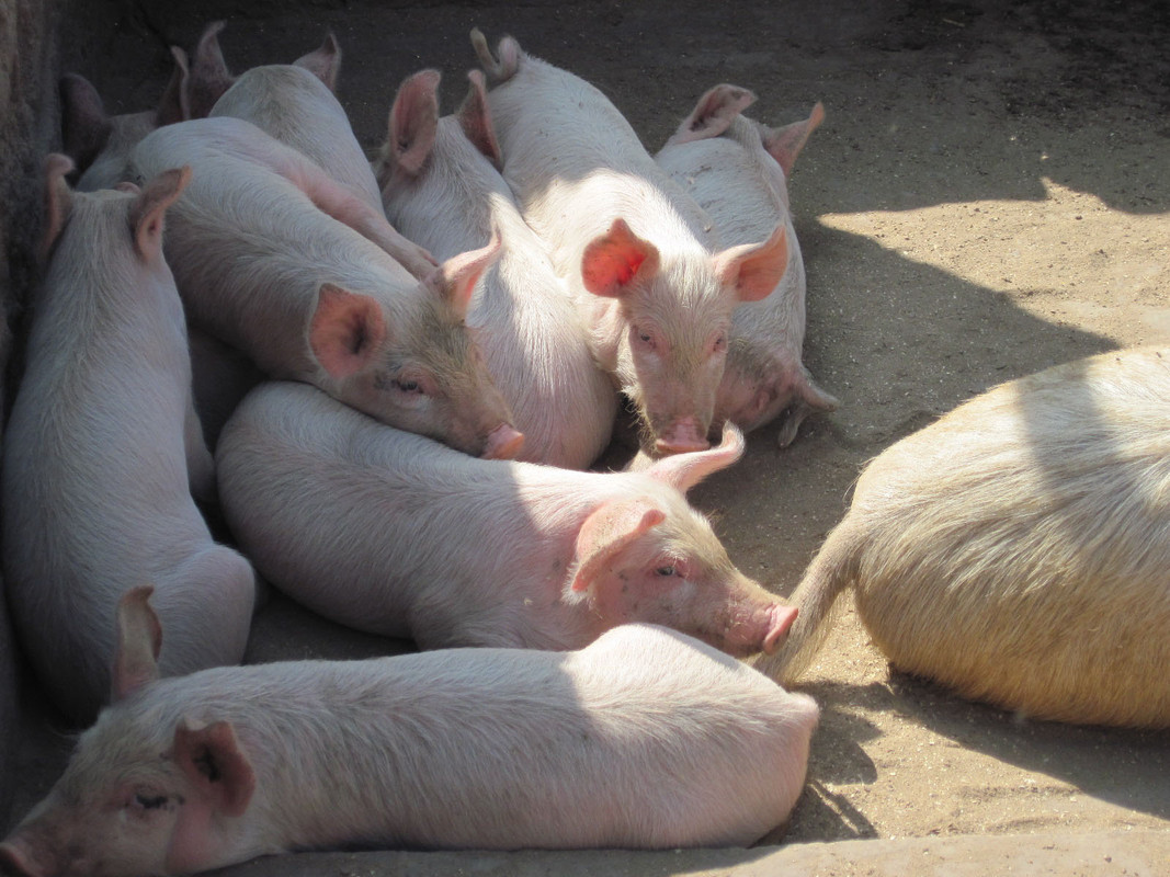 Sacrifican cientos de cerdos sanos por estar de más; critican crueldad animal