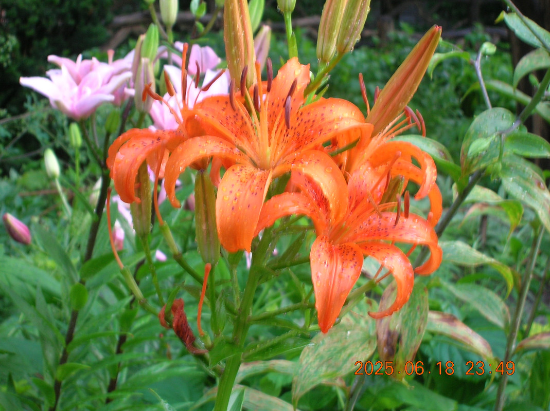 Orange Lily in Shakespeare's Garden in Central Park, NYC.