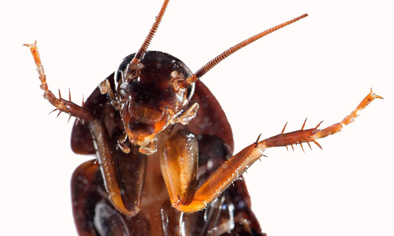 ¿Cómo saber si hay un nido de cucarachas? 9 señales que las delatan