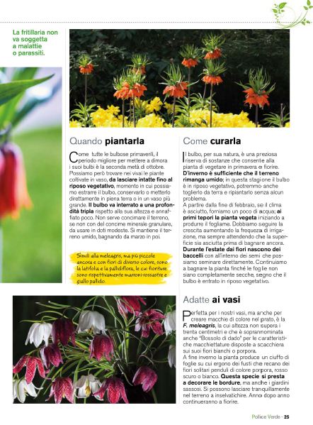 Pol Verde Apr 2020 (6)