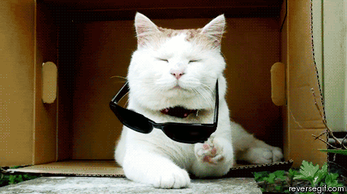 IMG-7572.gif