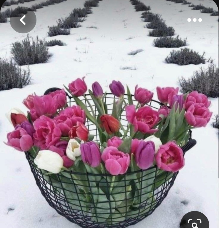 Screenshot_20230616_183519_Pinterest