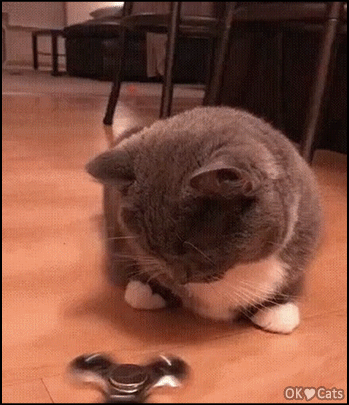 Funny-Cat-GIF-When-you-are-home-alone-chilling-with-your-fidget-spinner-and-you-suddenly-hear-the.gif