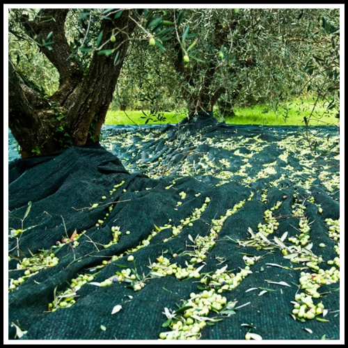 RETE TELO PER RACCOLTA OLIVE ANTISPINA CON OCCHIELLI OCCHIELLATA ANGOLI RINFORZATI PESANTE