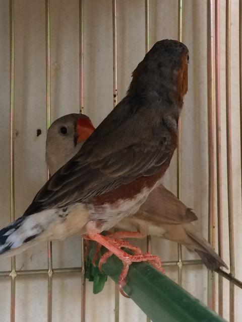 صورة
