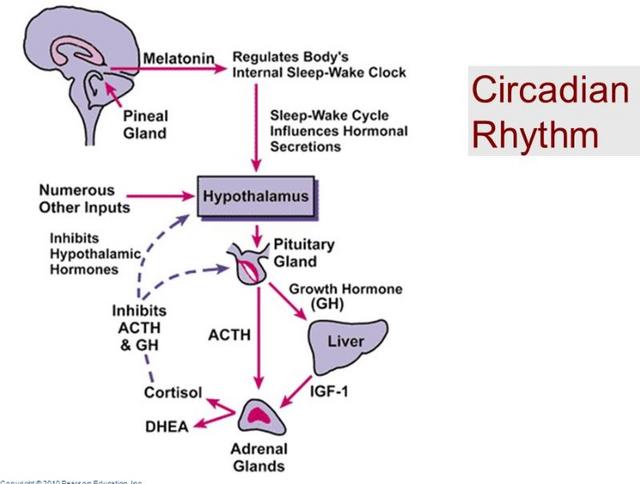 Circadian-hormones.jpg