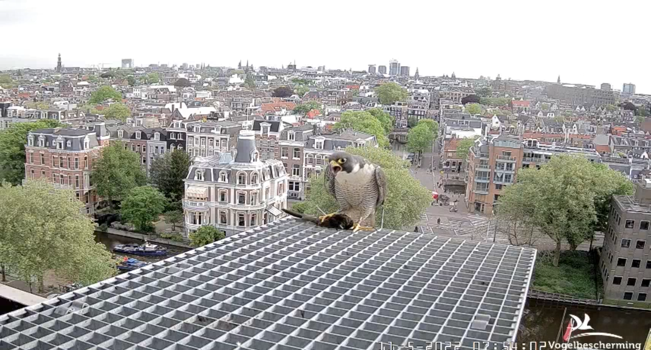 Amsterdam/Rijksmuseum screenshots © Beleef de Lente/Vogelbescherming Nederland - Pagina 36 2022-05-11-075444