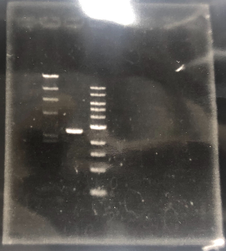 Cell Bio Lab Osaka Gel Electrophoresis (Image 1)