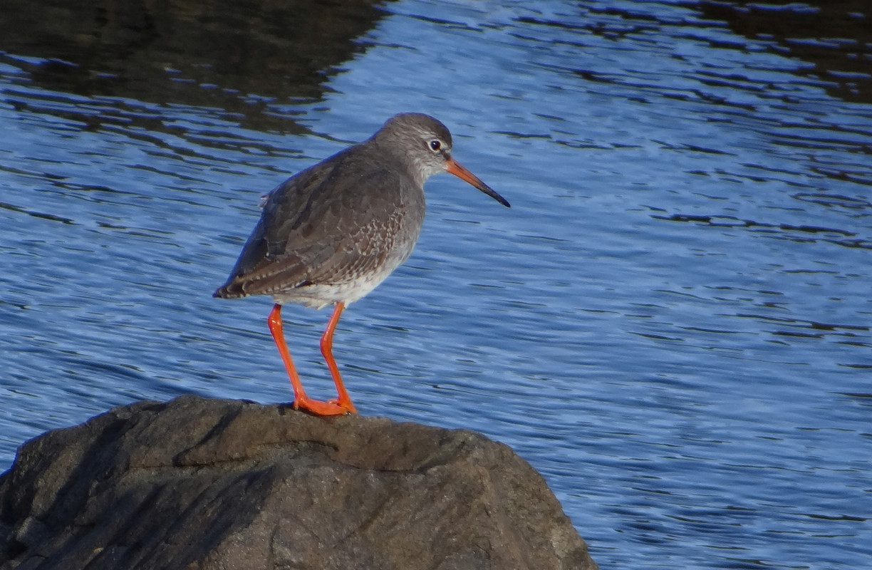 REDSHANK 6  100924