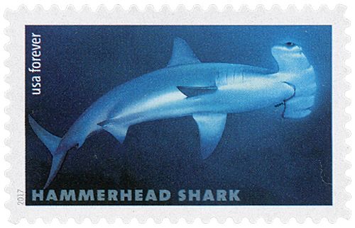 shark stamp 3