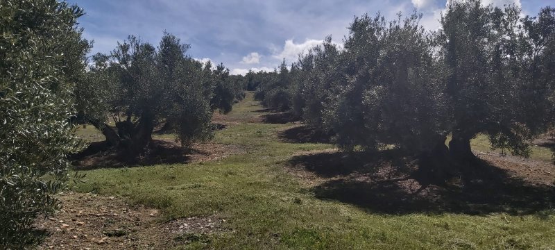 Seguimiento evolutivo/productividad parcela de secano en calar (Jaén) PHOTO-2020-04-23-00