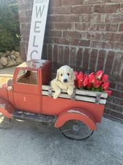 snow white puppy 2