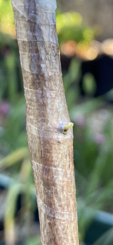 AFBCFFFB-11B1-4CBF-B42E-53728E98295E