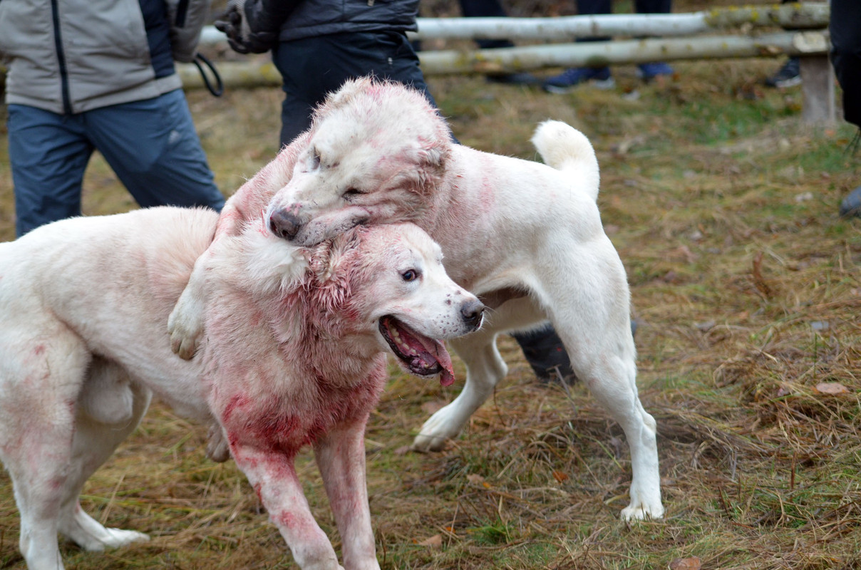 Самурыч-Уран 2  (5)