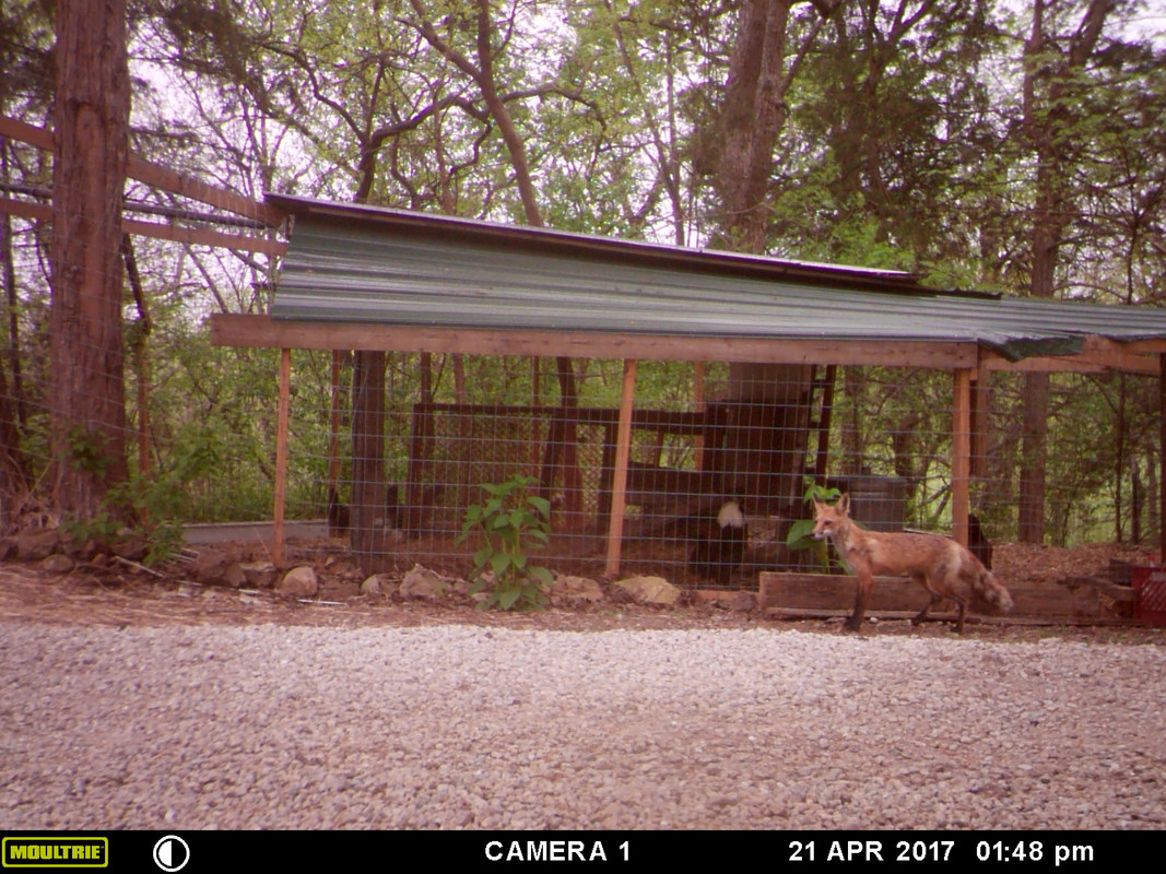 2017-4-21 Fox by Coop (1)